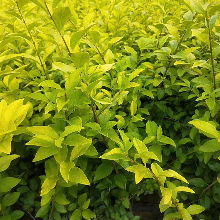 ��ҶŮ���ή��