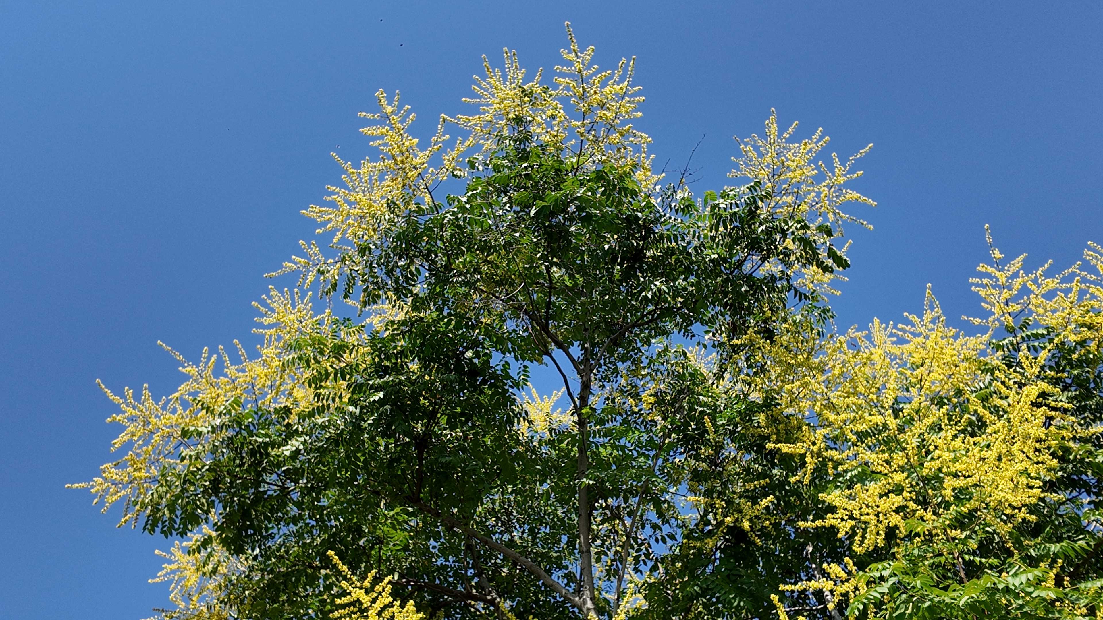 ԰��ֲ�ﲡ����֢״