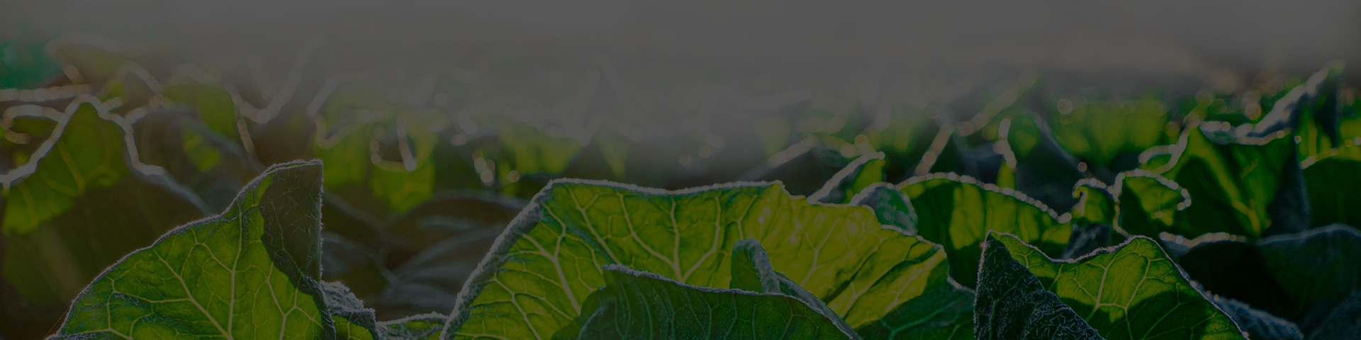 ��ޱ�������溦������