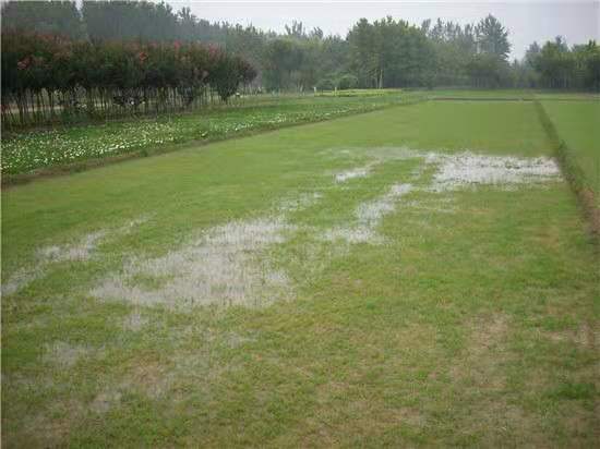 �ļ�ֲ��������ѧ��ˮ��