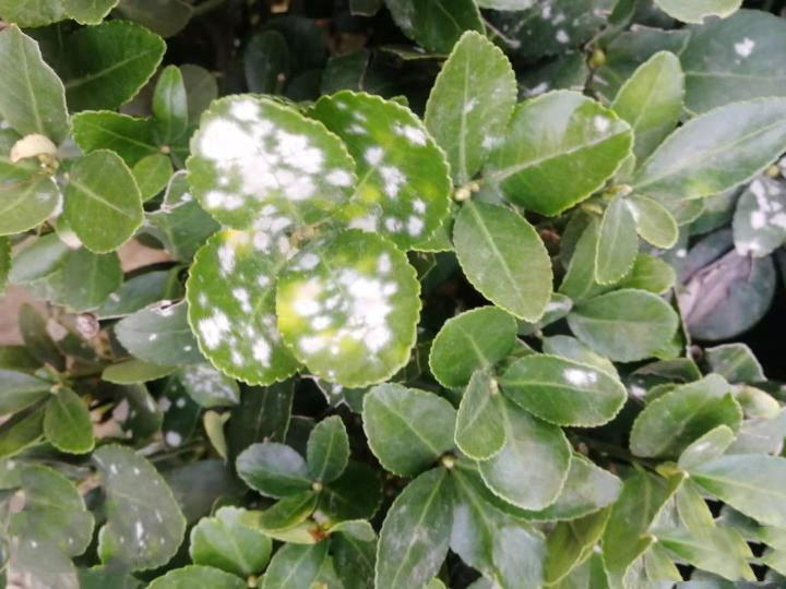 �׷۲�����ָ��