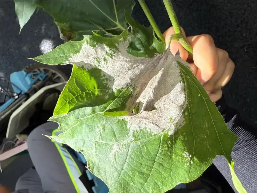 ����ľ�׷۲�����