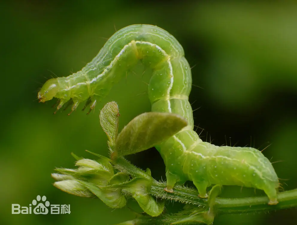 ���ʶ��ͷ��ι�԰��С����ľ�ϳ�������˿�������桪����󶣿