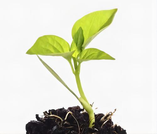 �������Ծ�������