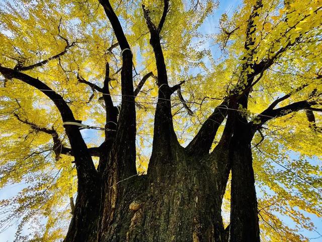 ������׳����