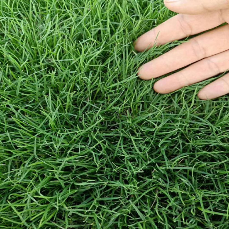 ����԰������ָ�ϣ�������ɵĹؼ�����